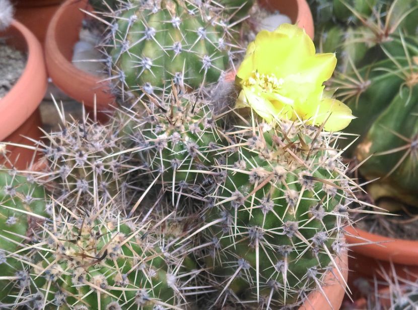  - Cactusi si suculente 2017