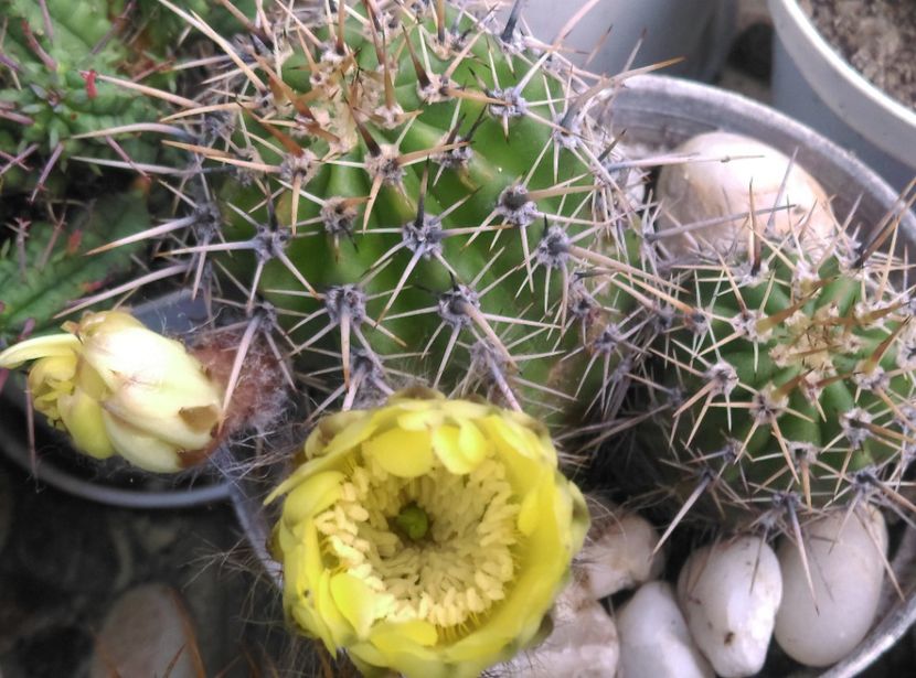  - Cactusi si suculente 2017