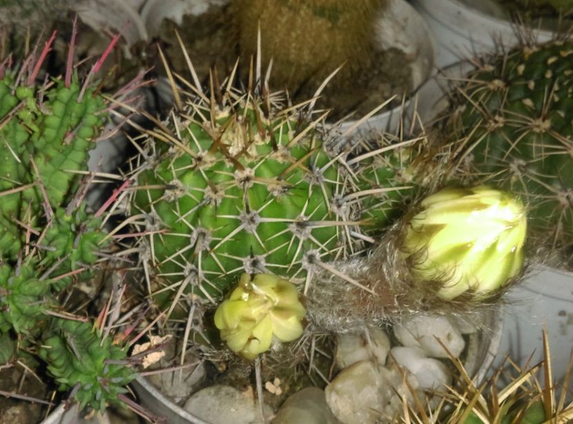  - Cactusi si suculente 2017