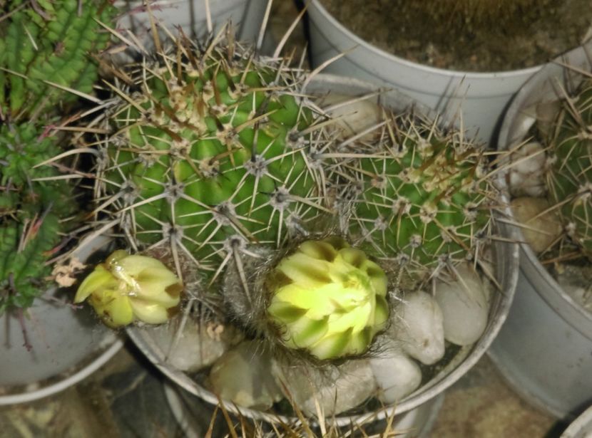  - Cactusi si suculente 2017