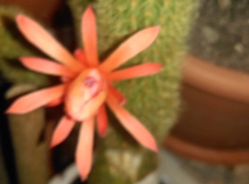 - Cactusi si suculente 2017