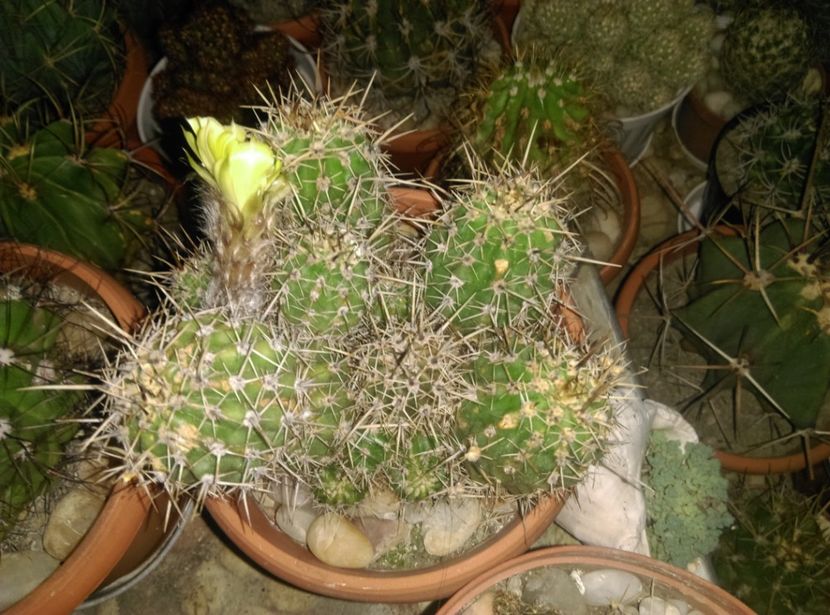  - Cactusi si suculente 2017