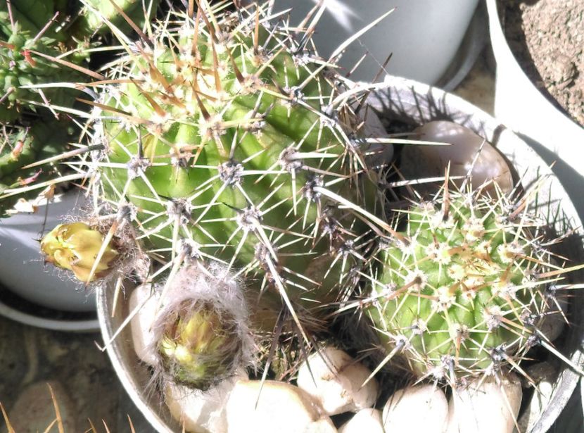  - Cactusi si suculente 2017