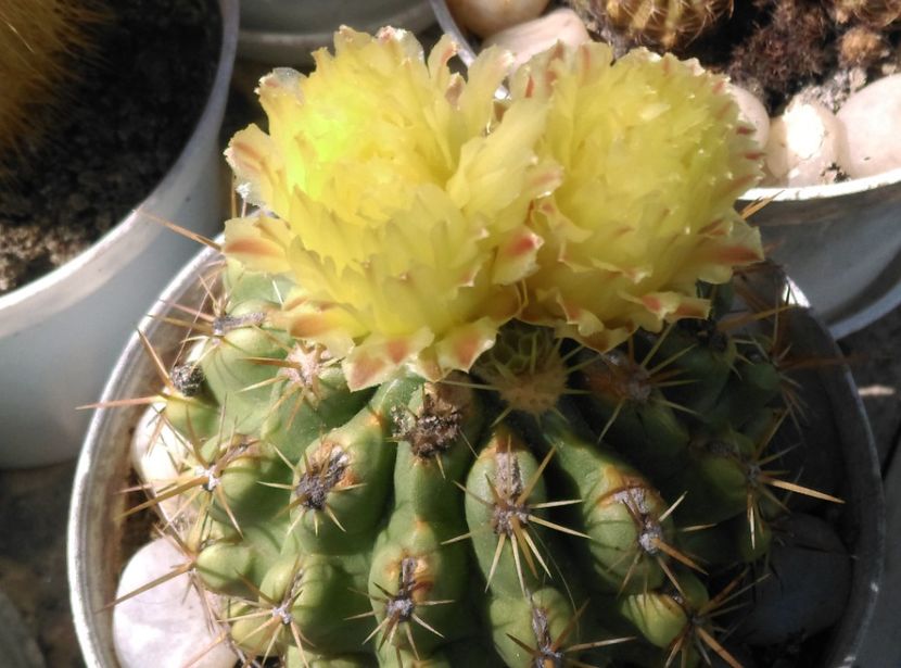  - Cactusi si suculente 2017