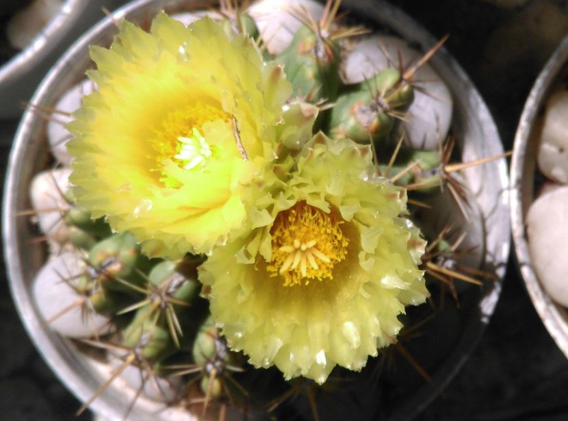  - Cactusi si suculente 2017