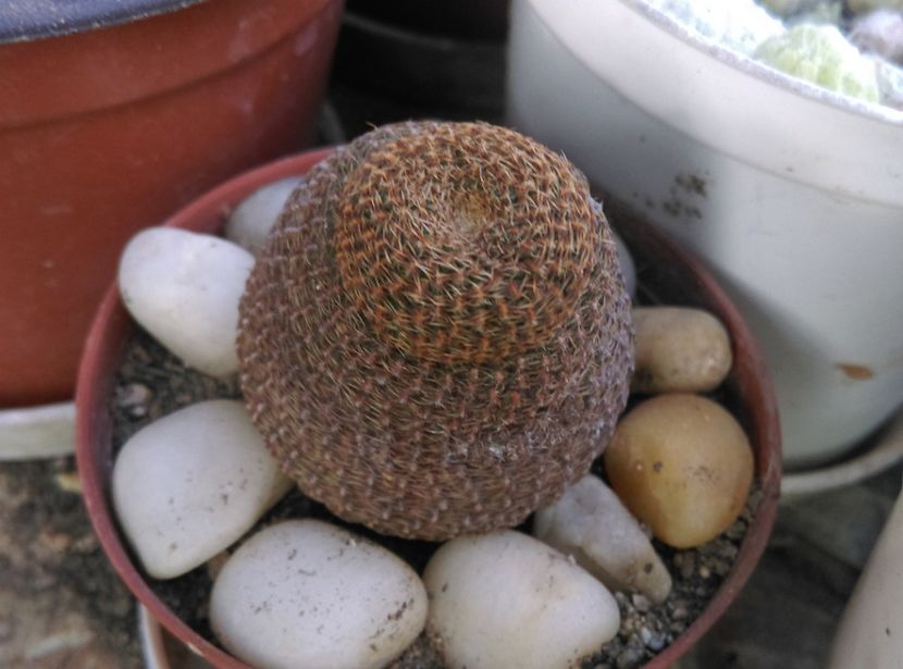  - Cactusi si suculente 2017