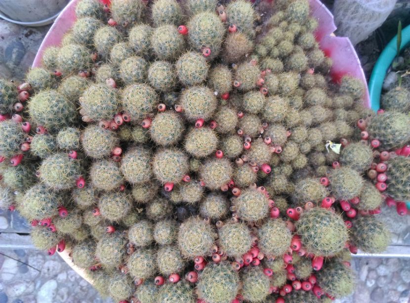  - Cactusi si suculente 2017