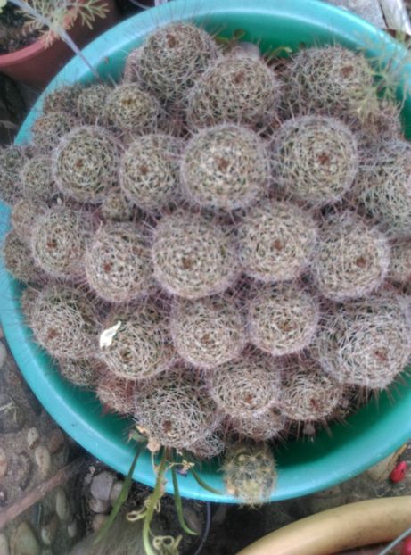  - Cactusi si suculente 2017