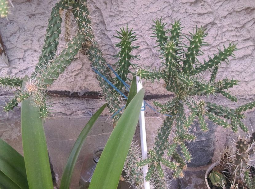  - Cactusi si suculente 2017