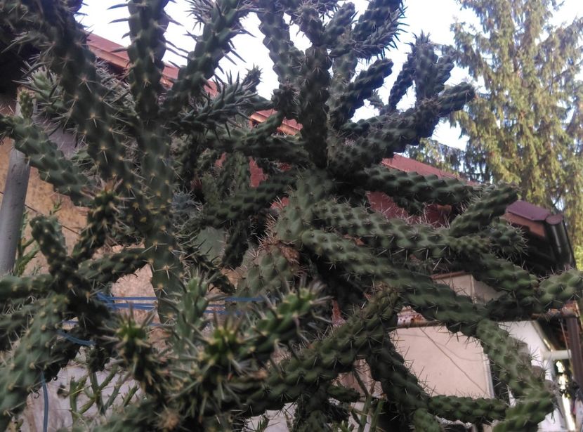  - Cactusi si suculente 2017