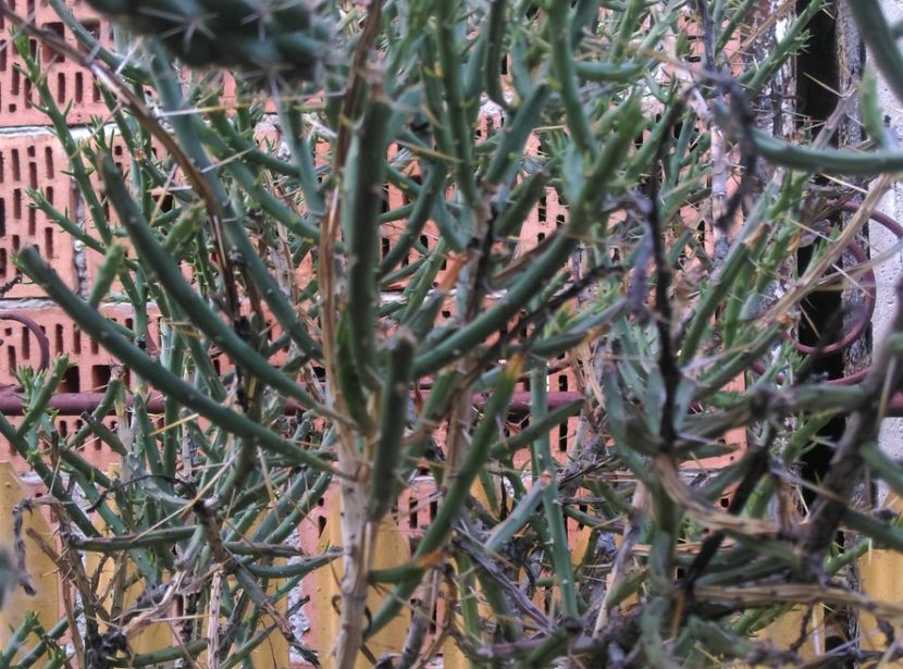  - Cactusi si suculente 2017