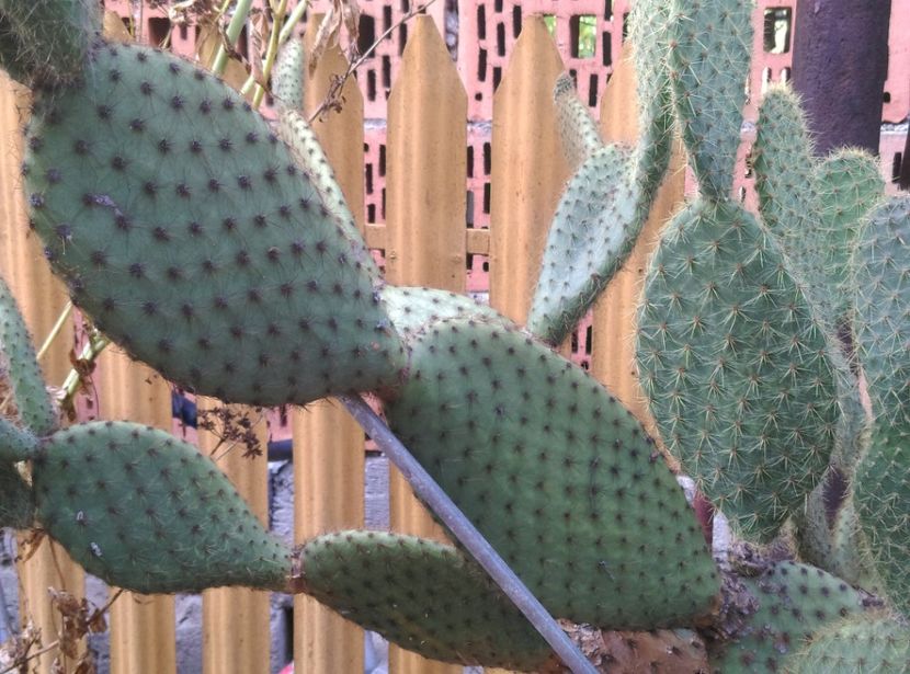  - Cactusi si suculente 2017