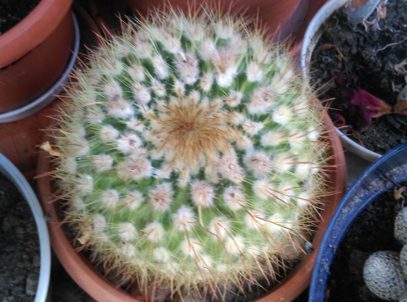  - Cactusi si suculente 2017