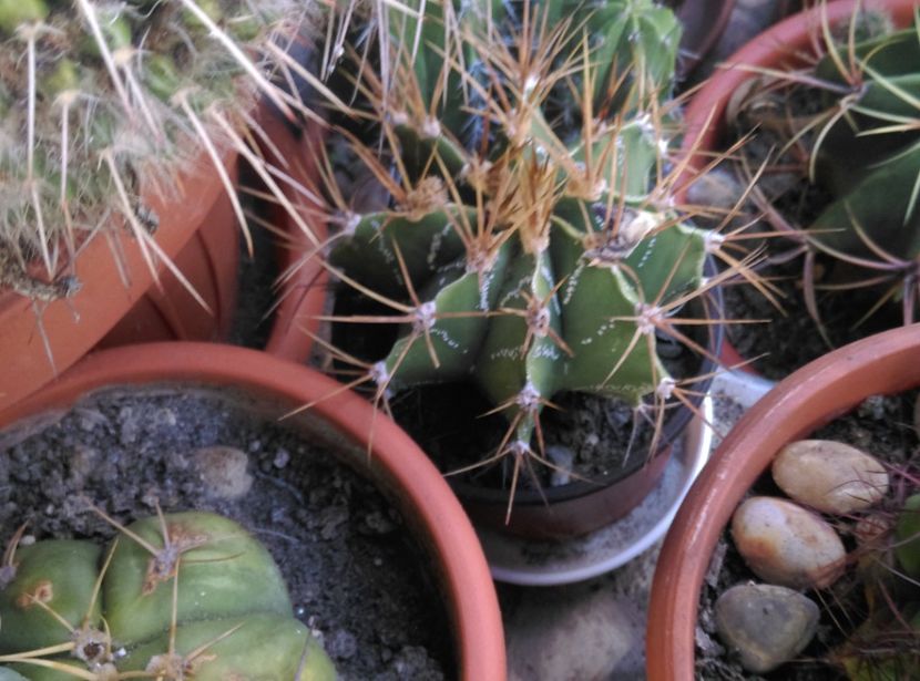  - Cactusi si suculente 2017