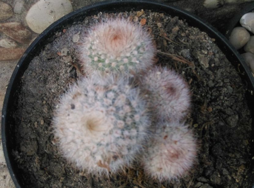  - Cactusi si suculente 2017