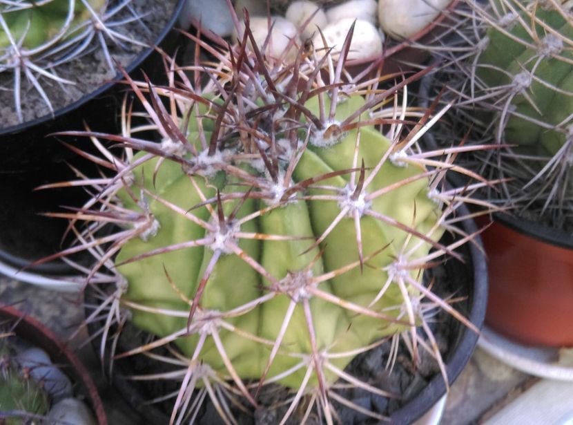  - Cactusi si suculente 2017