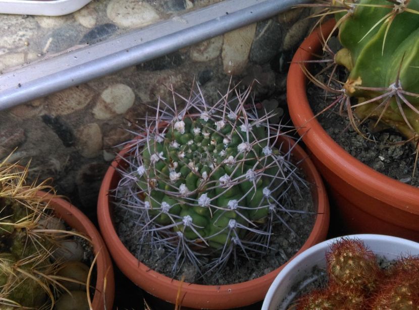  - Cactusi si suculente 2017