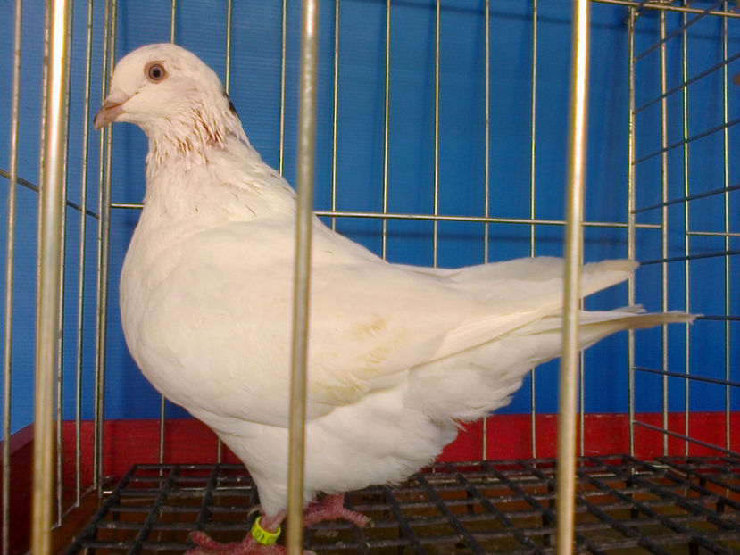 Fotografie12833 - A TEXANI PUI 2017