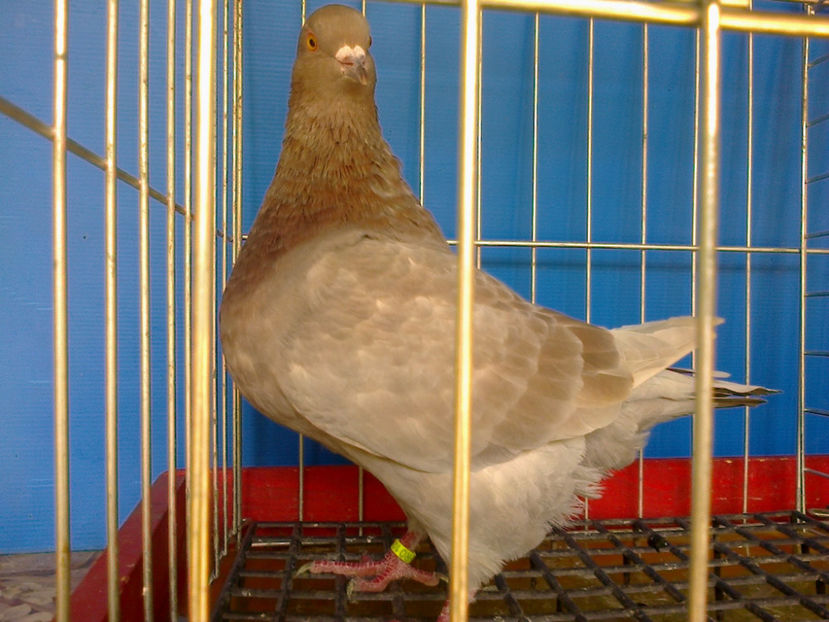 Fotografie12836 - A TEXANI PUI 2017