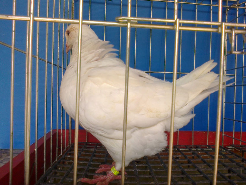 Fotografie12844 - A TEXANI PUI 2017