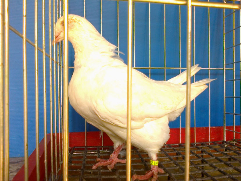 Fotografie12847 - A TEXANI PUI 2017