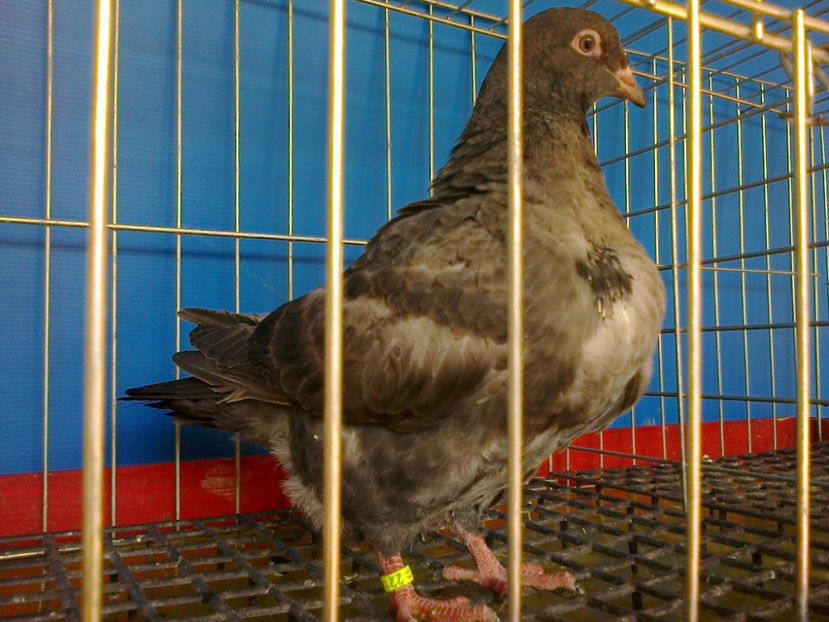 Fotografie12857 - A TEXANI PUI 2017