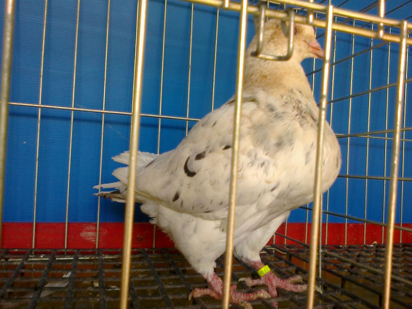 Fotografie12860 - A TEXANI PUI 2017