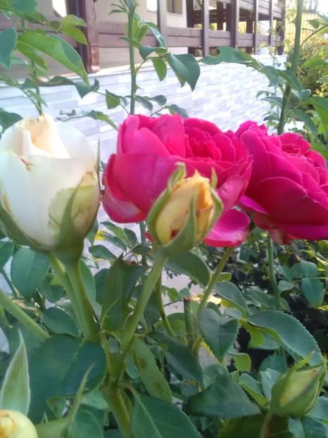  - William Shakespeare