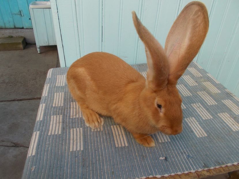 4,5 luni - 4 FEMELA 96-5 CAMPIOANA