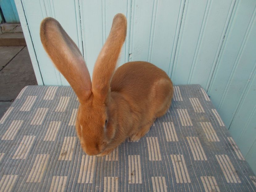 RO360-4750 - 4 FEMELA 96-5 CAMPIOANA