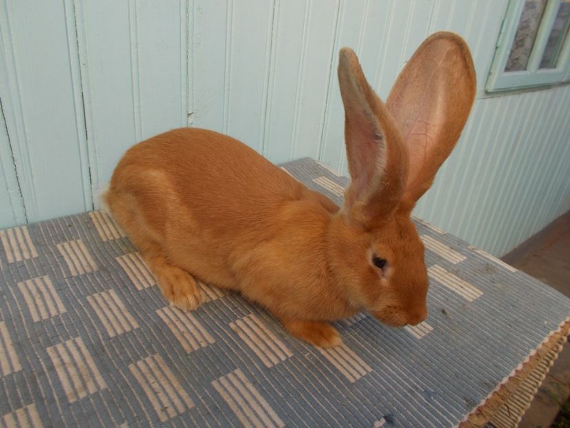  - 4 FEMELA 96-5 CAMPIOANA