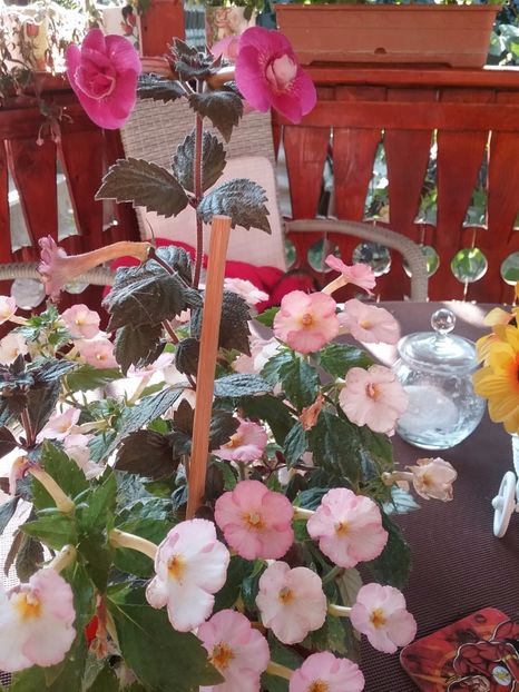  - 2016 achimenes