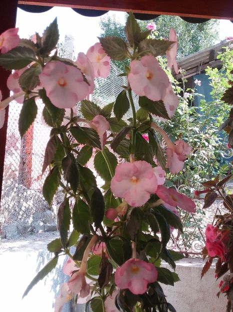  - Vie en Rose