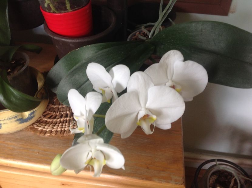  - Orhidee primăvara 2017