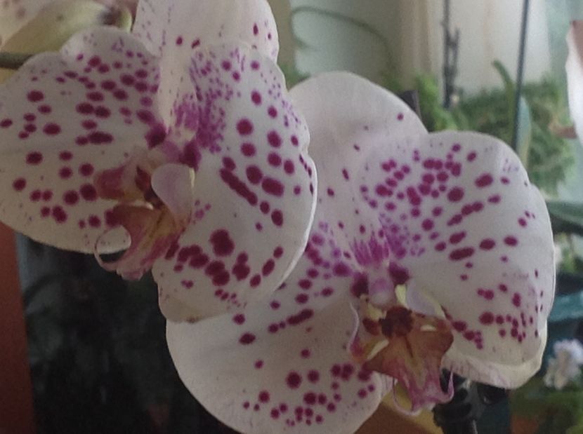  - Orhidee primăvara 2017