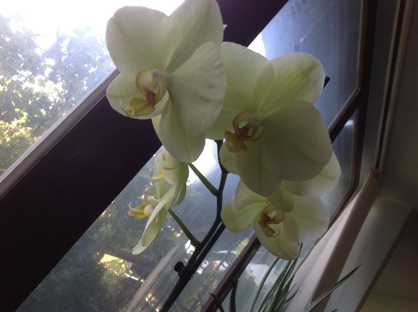  - Orhidee 2017 August