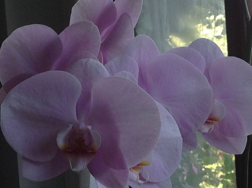  - Orhidee 2017 August