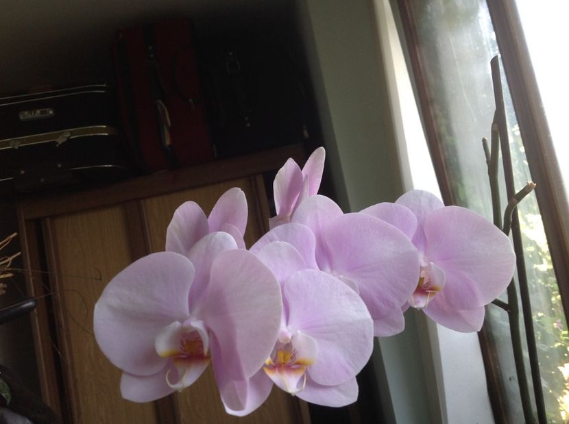  - Orhidee 2017 August