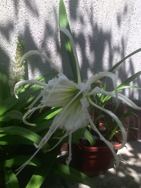  - 01-Flori din curtea mea 2017