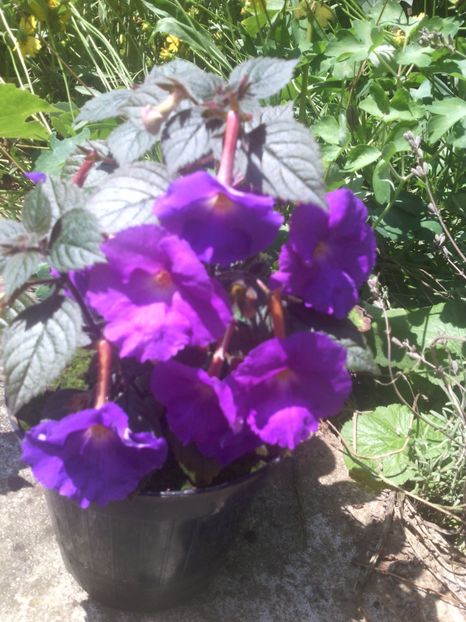  - 01-Flori din curtea mea 2017