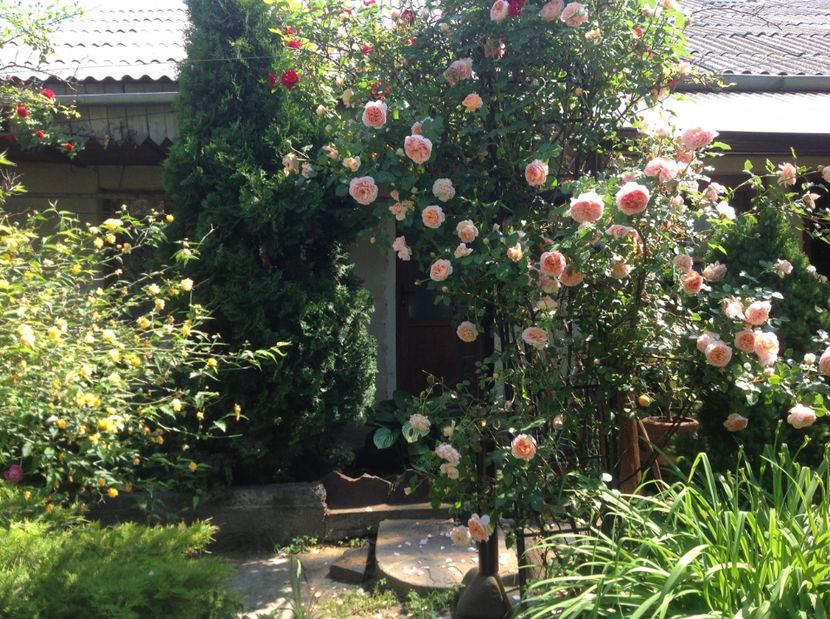  - Abraham Darby 2017 2018 2019 2020