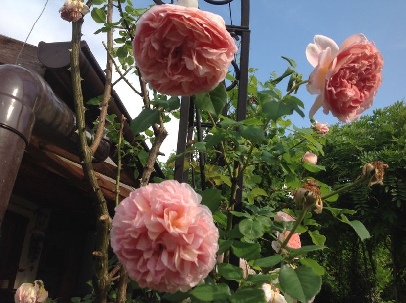  - Abraham Darby 2017 2018 2019 2020