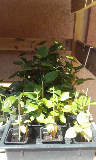  - evolutie puiuti hibiscus din seminte