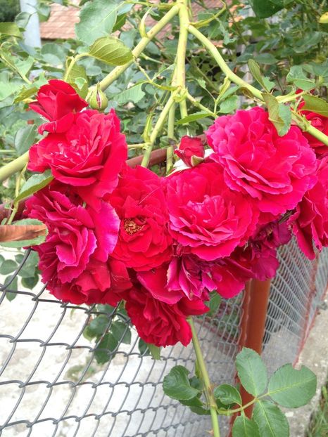 image - Trandafiri 2017