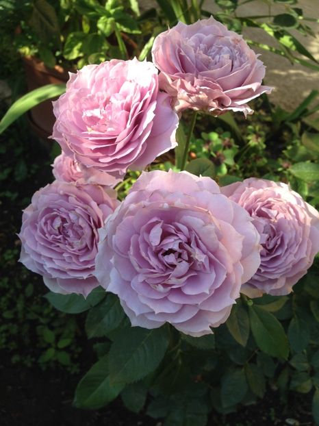 image - Trandafiri 2017