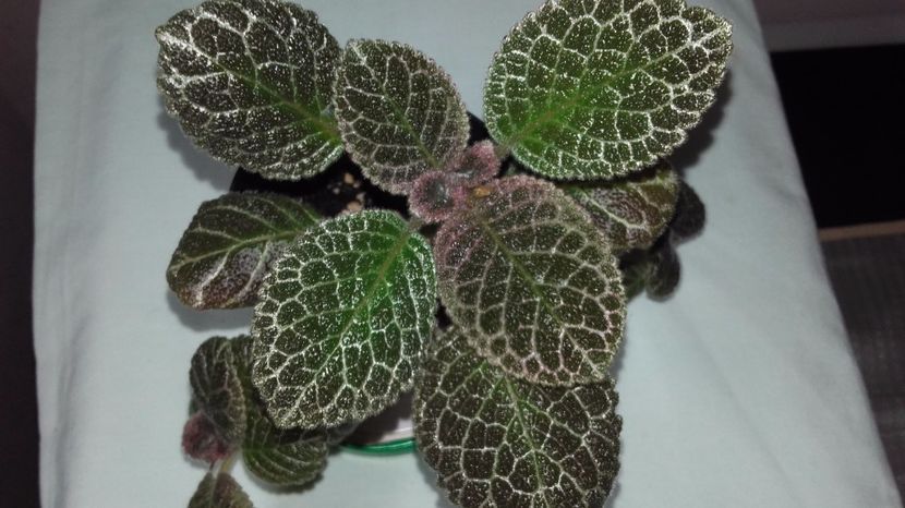 20170820_130156[1] - Tiger Stripe