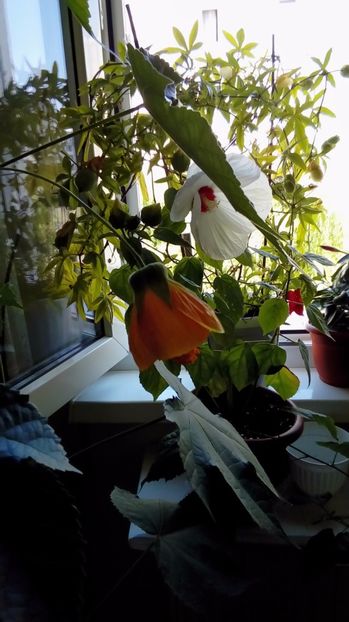  - Alte flori si plante