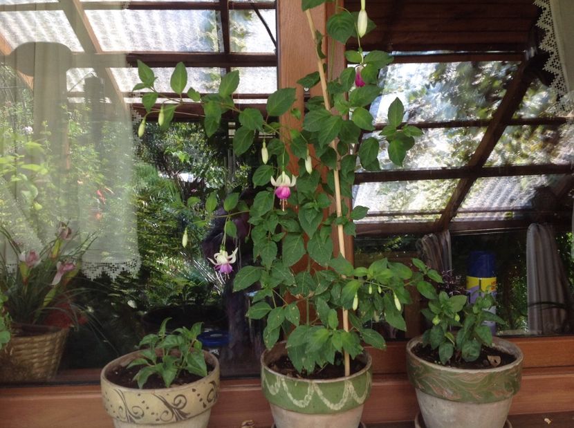  - Fuchsia răsaduri 2017