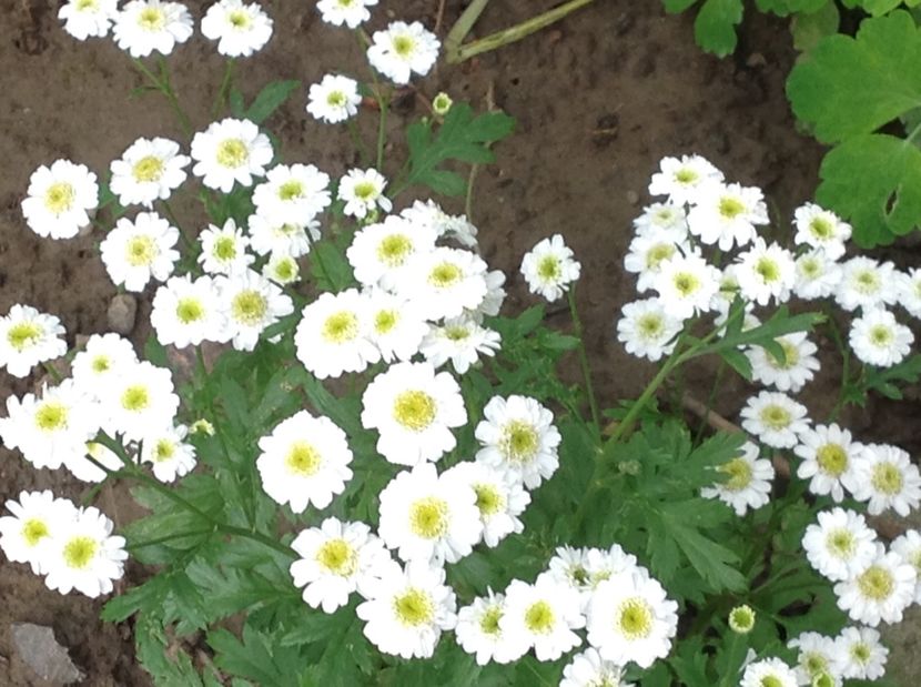  - De toate in gradina 2017