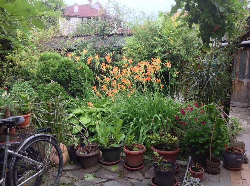  - De toate in gradina 2017